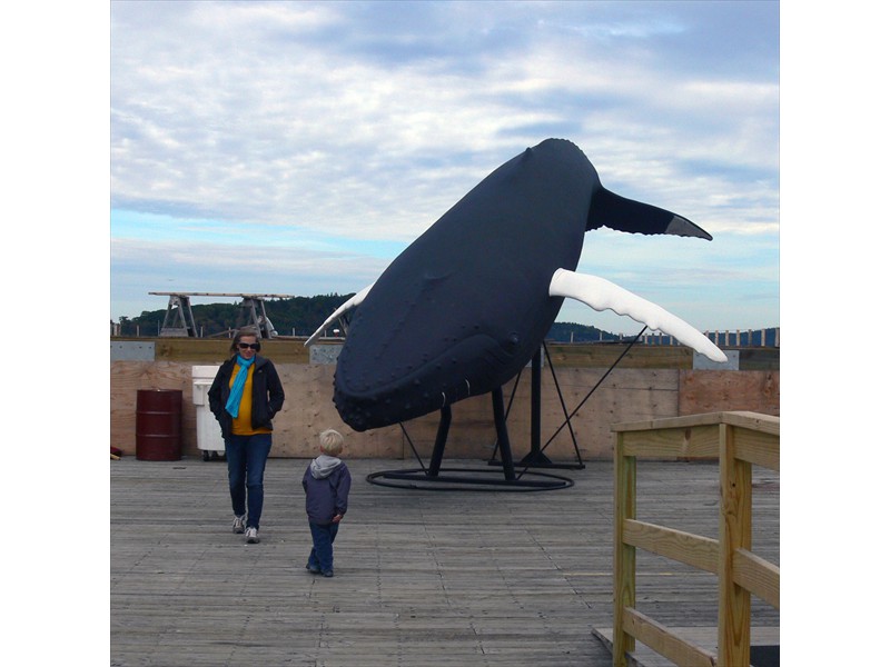 A little boy looks at the whale